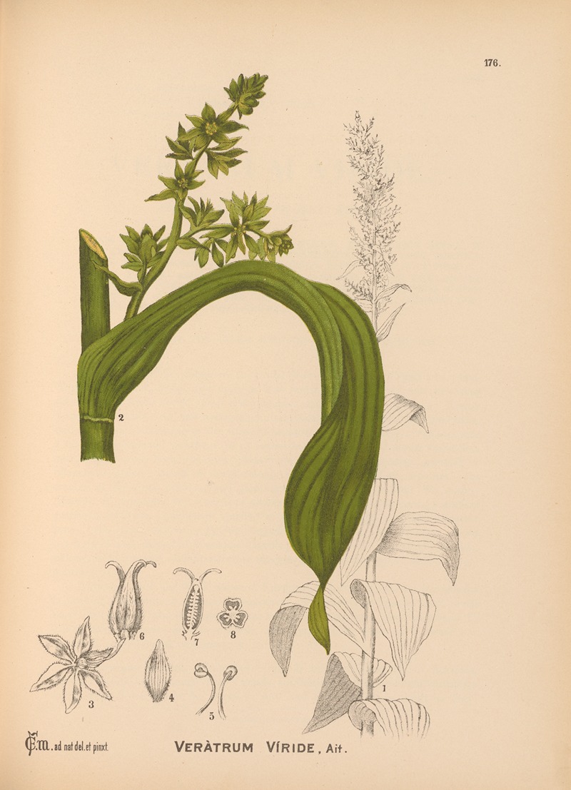 Medicinal Plants Pl.075 by Charles Frederick Millspaugh - Artvee