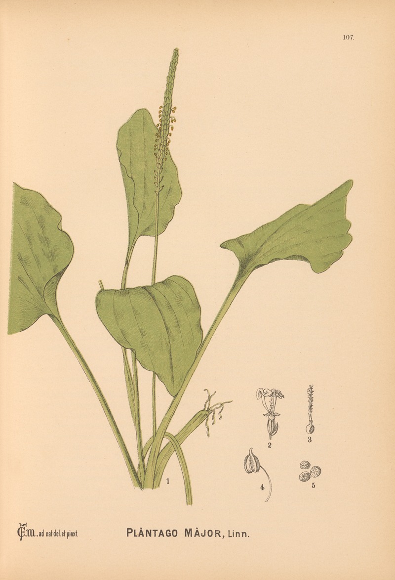 Charles Frederick Millspaugh - Medicinal Plants Pl.077