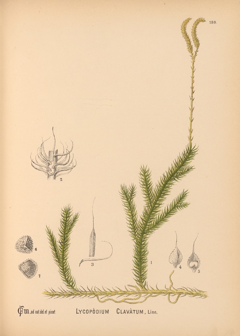 Charles Frederick Millspaugh - Medicinal Plants Pl.080
