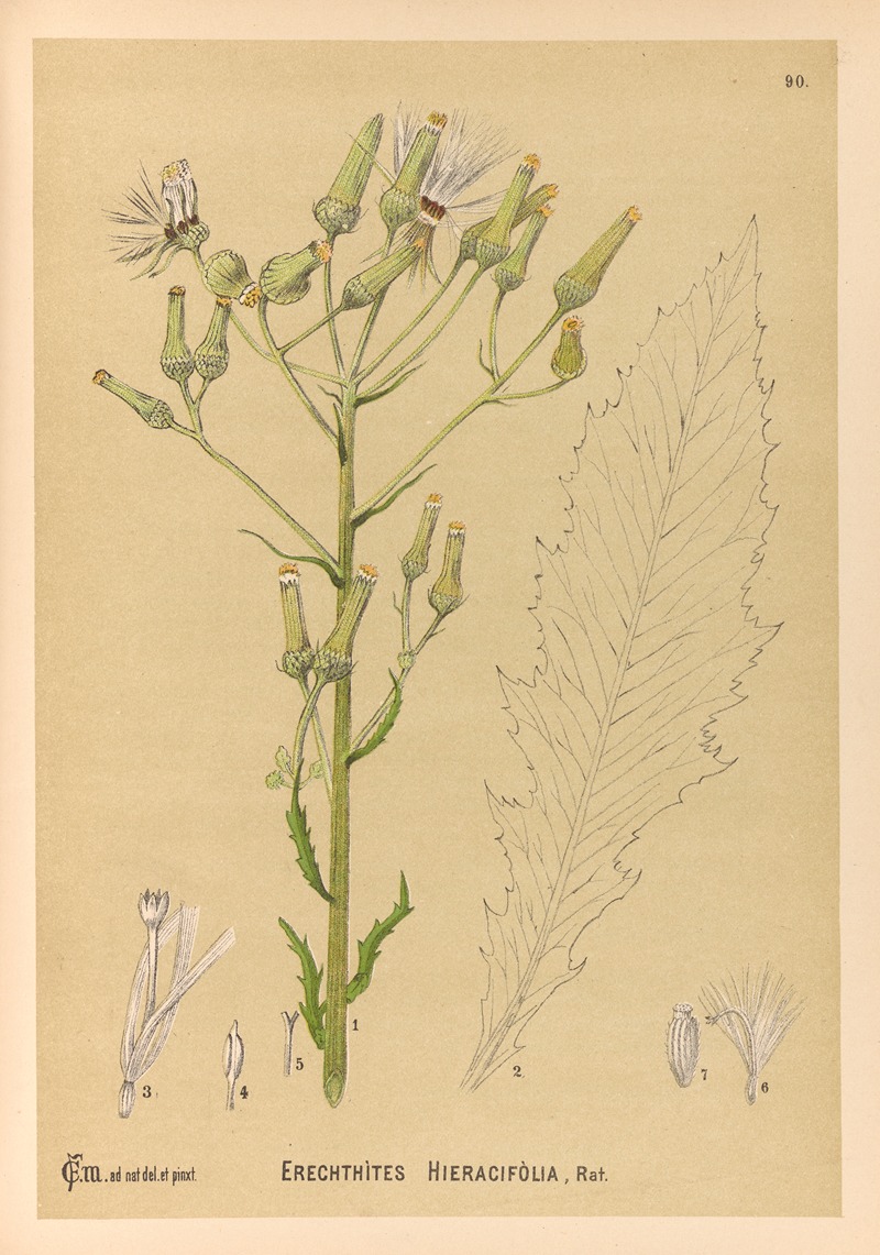 Charles Frederick Millspaugh - Medicinal Plants Pl.084