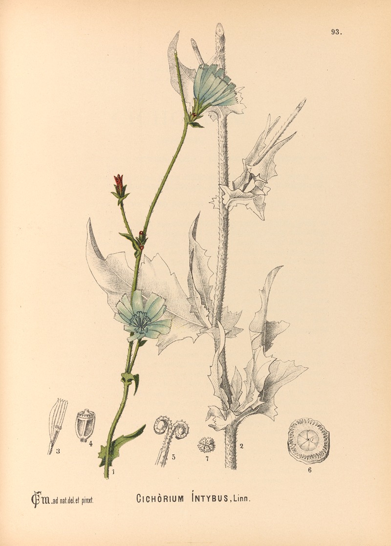 Charles Frederick Millspaugh - Medicinal Plants Pl.087