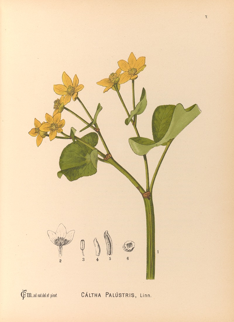 Charles Frederick Millspaugh - Medicinal Plants Pl.100