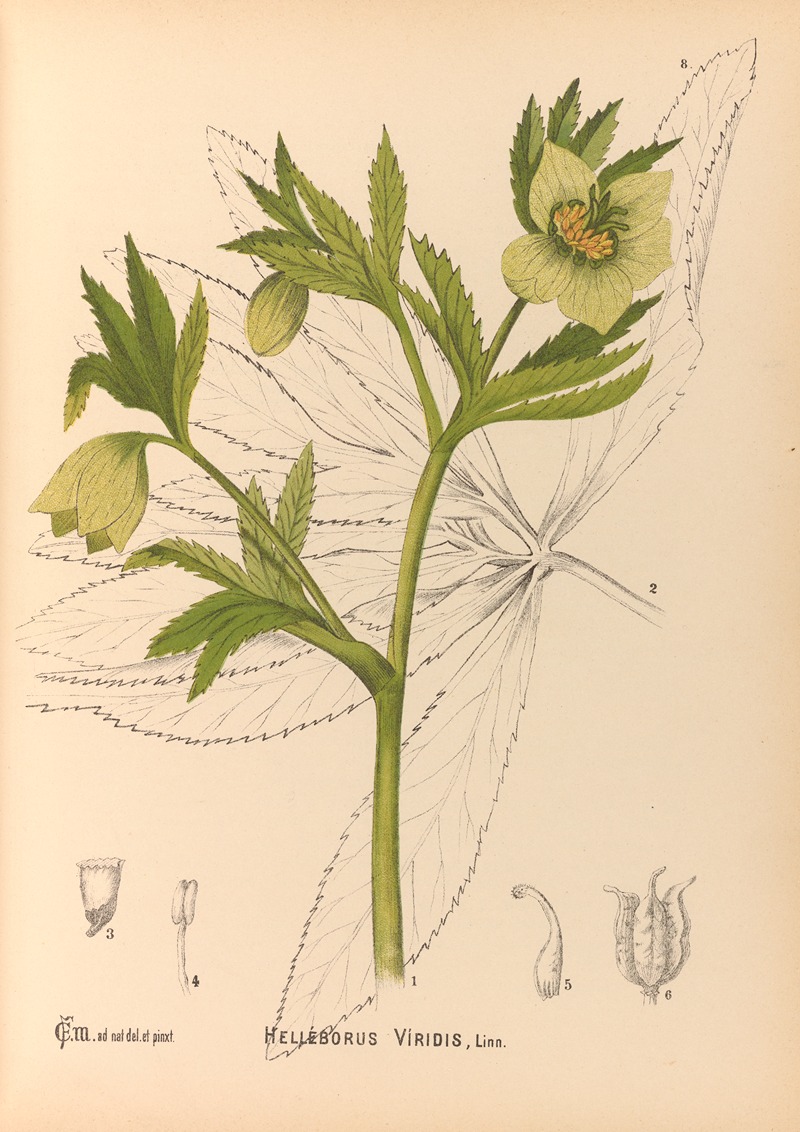 Charles Frederick Millspaugh - Medicinal Plants Pl.101