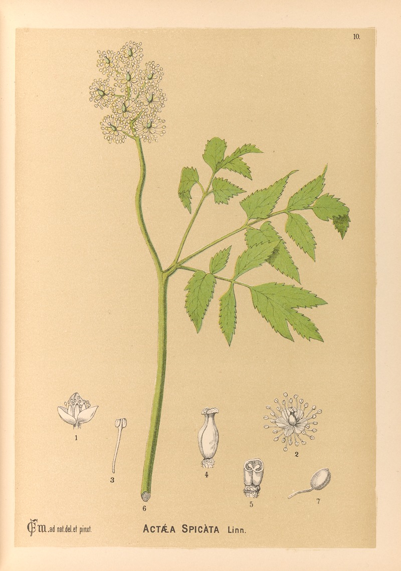 Charles Frederick Millspaugh - Medicinal Plants Pl.103