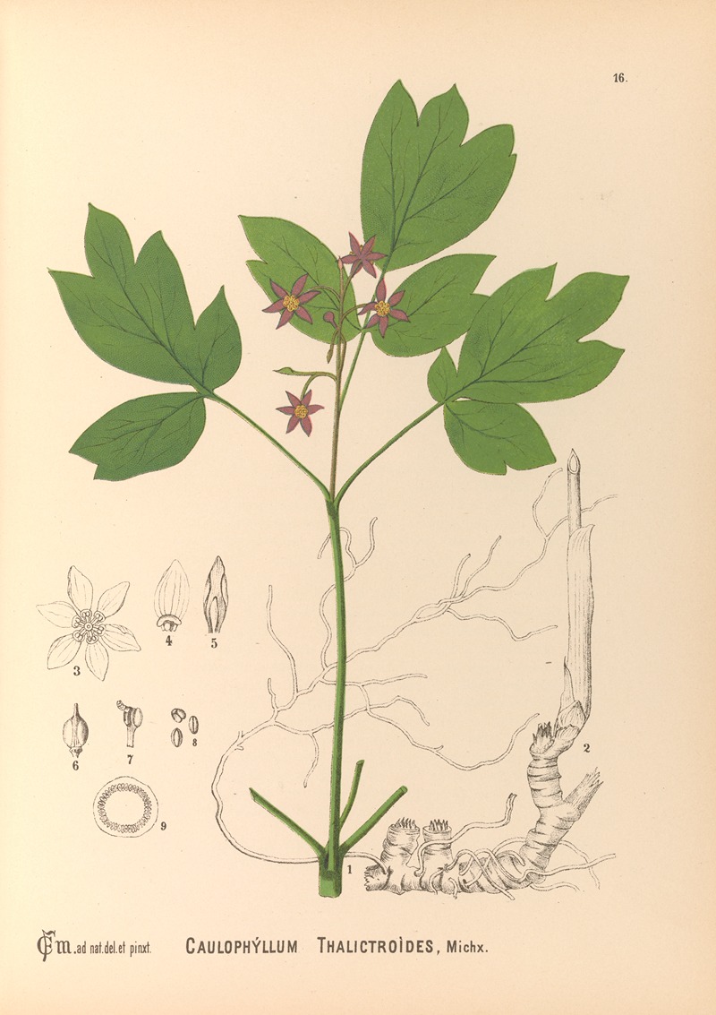 Charles Frederick Millspaugh - Medicinal Plants Pl.109