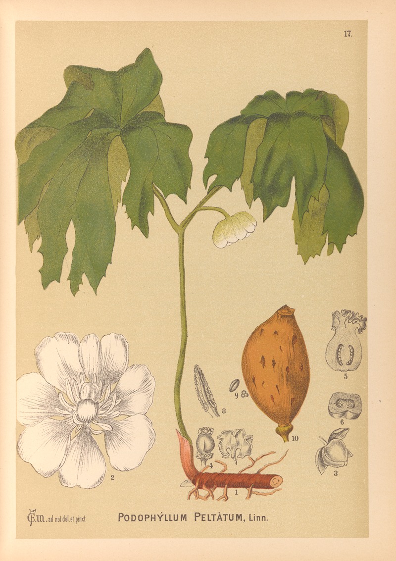 Charles Frederick Millspaugh - Medicinal Plants Pl.110