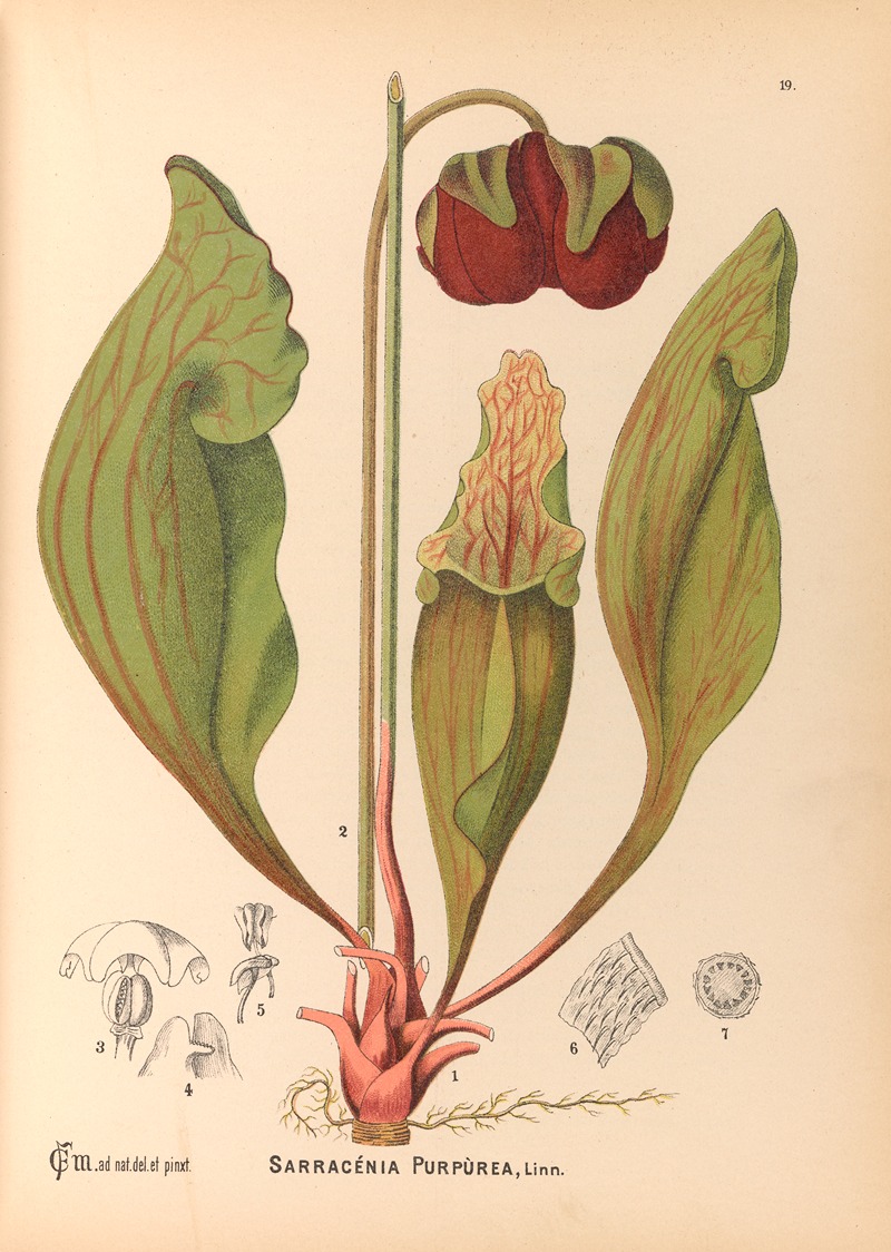 Charles Frederick Millspaugh - Medicinal Plants Pl.112