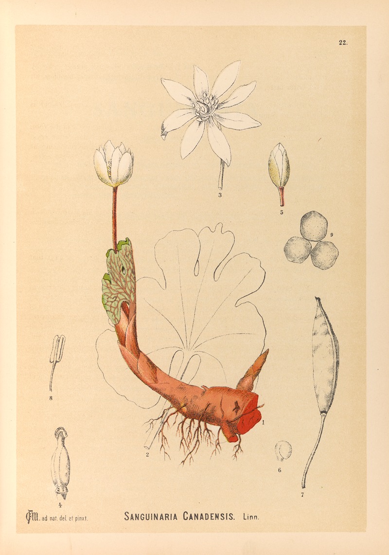 Charles Frederick Millspaugh - Medicinal Plants Pl.115