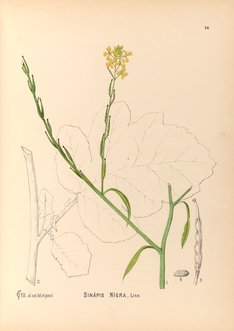 Charles Frederick Millspaugh - Medicinal Plants Pl.117