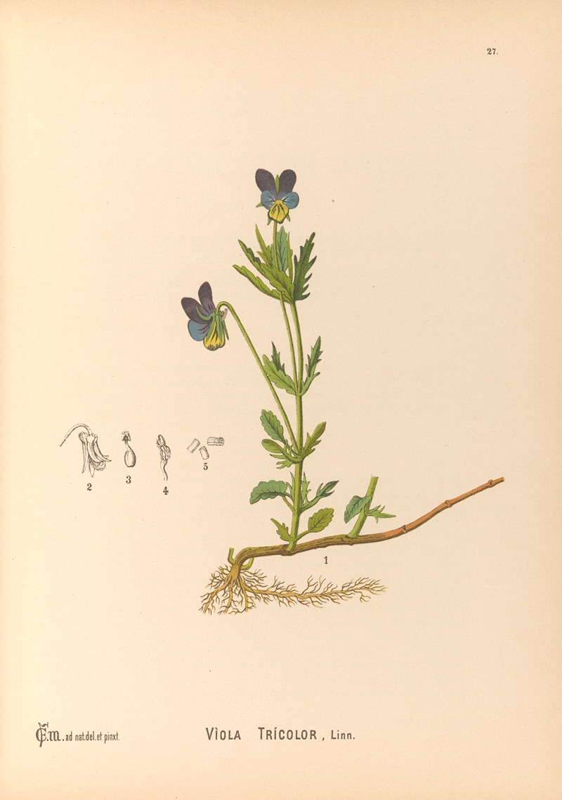 Charles Frederick Millspaugh - Medicinal Plants Pl.120