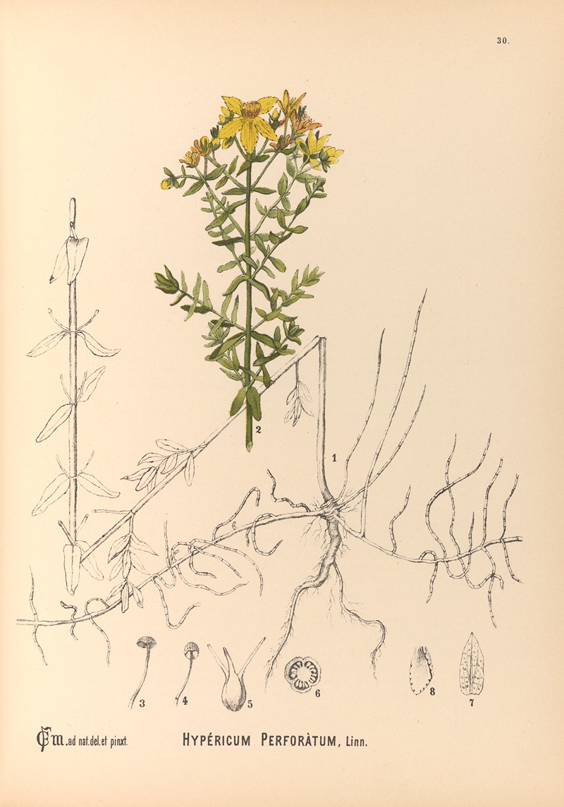 Charles Frederick Millspaugh - Medicinal Plants Pl.123