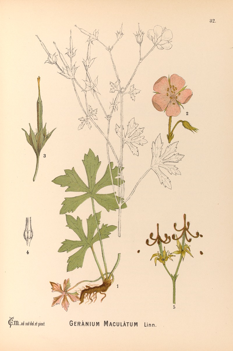 Charles Frederick Millspaugh - Medicinal Plants Pl.125