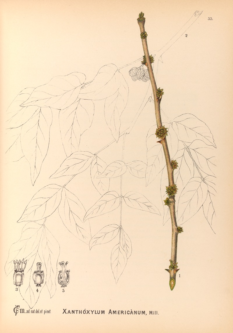 Charles Frederick Millspaugh - Medicinal Plants Pl.126
