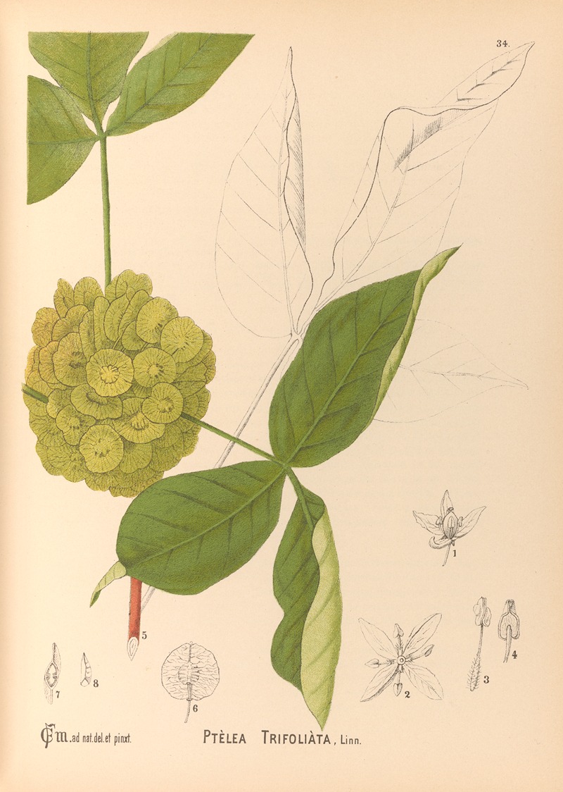 Charles Frederick Millspaugh - Medicinal Plants Pl.127