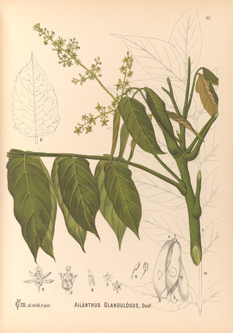 Charles Frederick Millspaugh - Medicinal Plants Pl.128