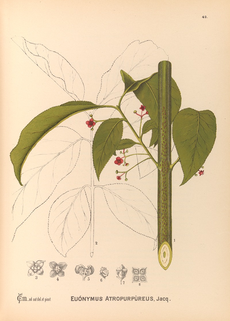 Charles Frederick Millspaugh - Medicinal Plants Pl.135