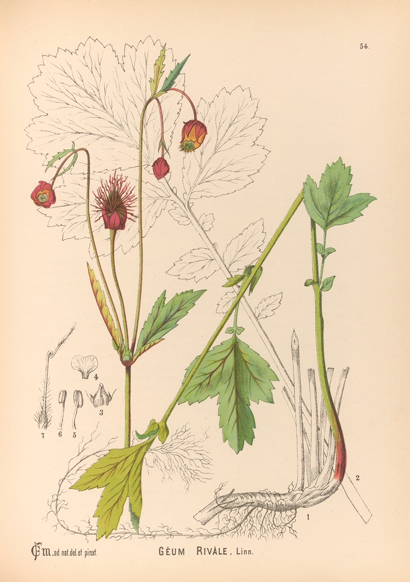Charles Frederick Millspaugh - Medicinal Plants Pl.147