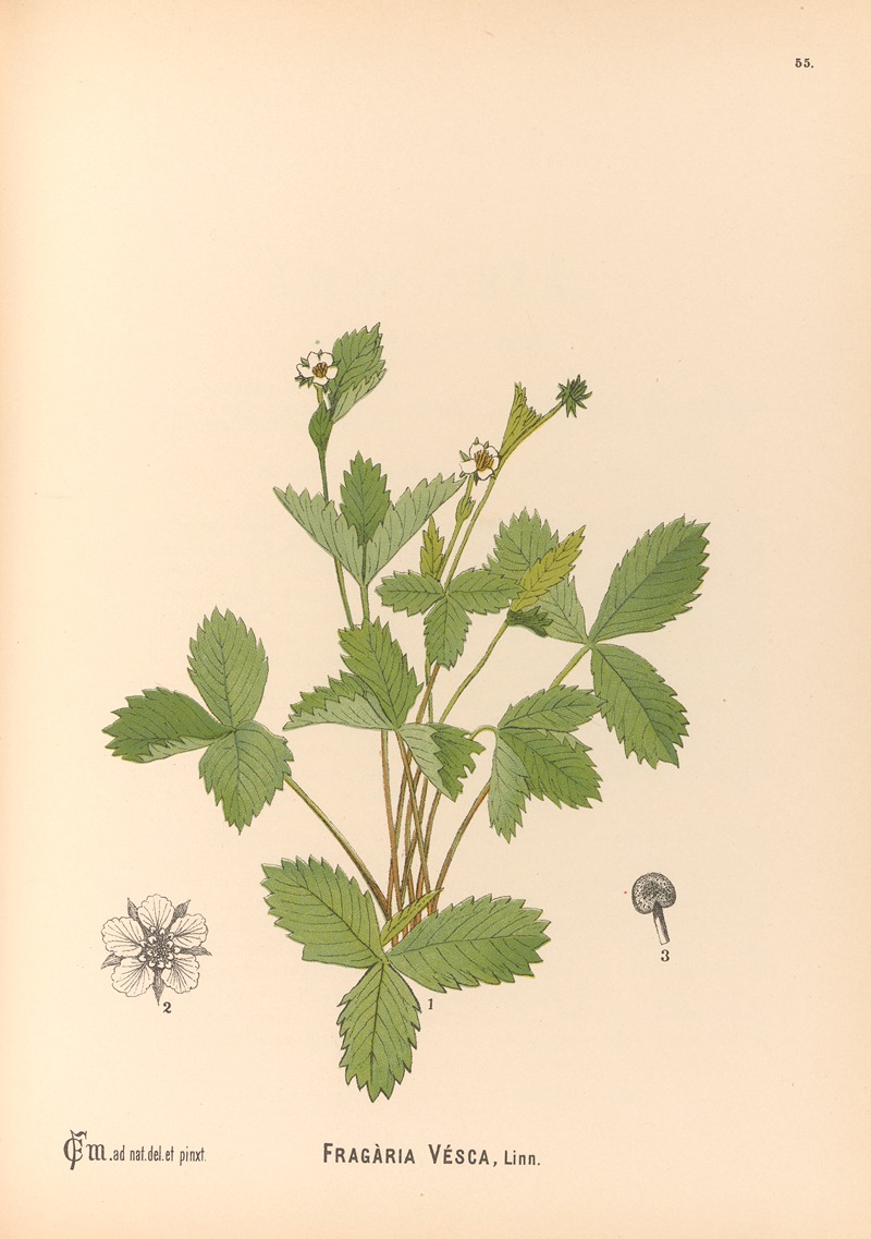 Charles Frederick Millspaugh - Medicinal Plants Pl.148