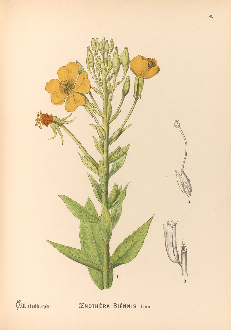 Charles Frederick Millspaugh - Medicinal Plants Pl.153