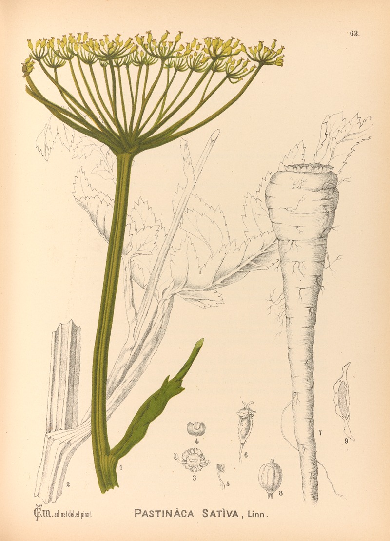 Charles Frederick Millspaugh - Medicinal Plants Pl.156