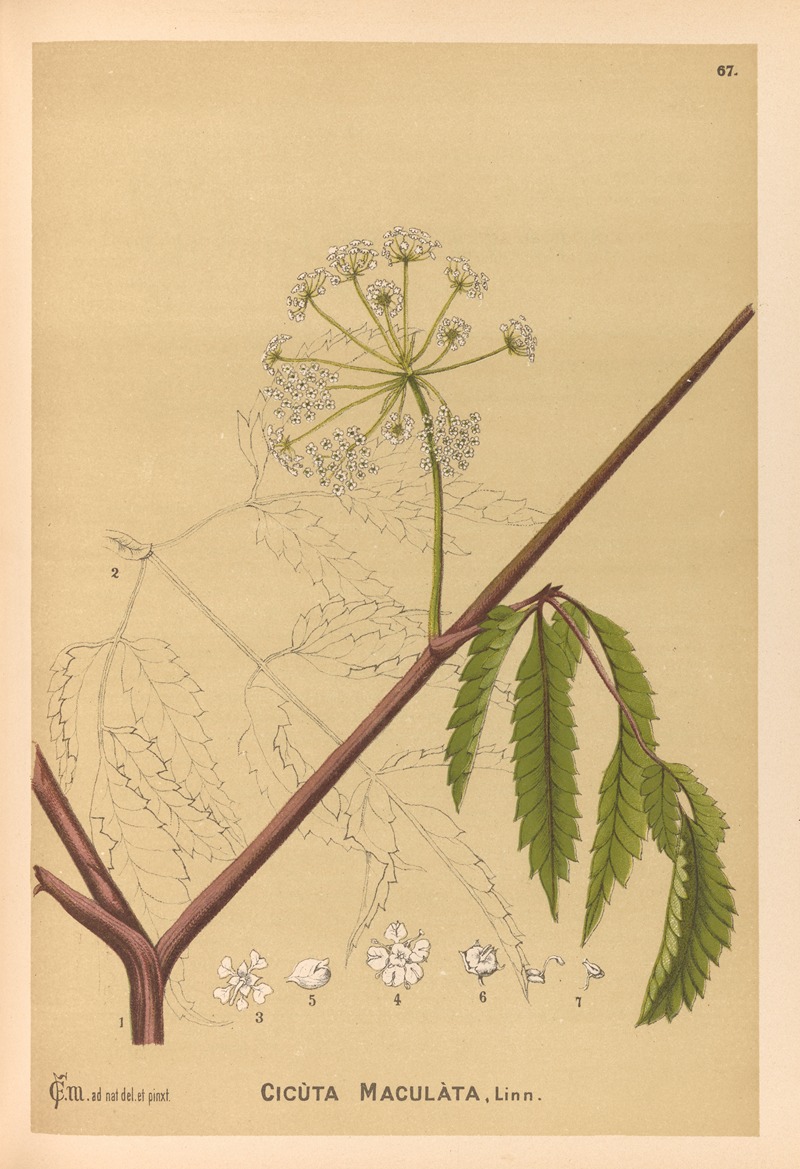 Charles Frederick Millspaugh - Medicinal Plants Pl.160
