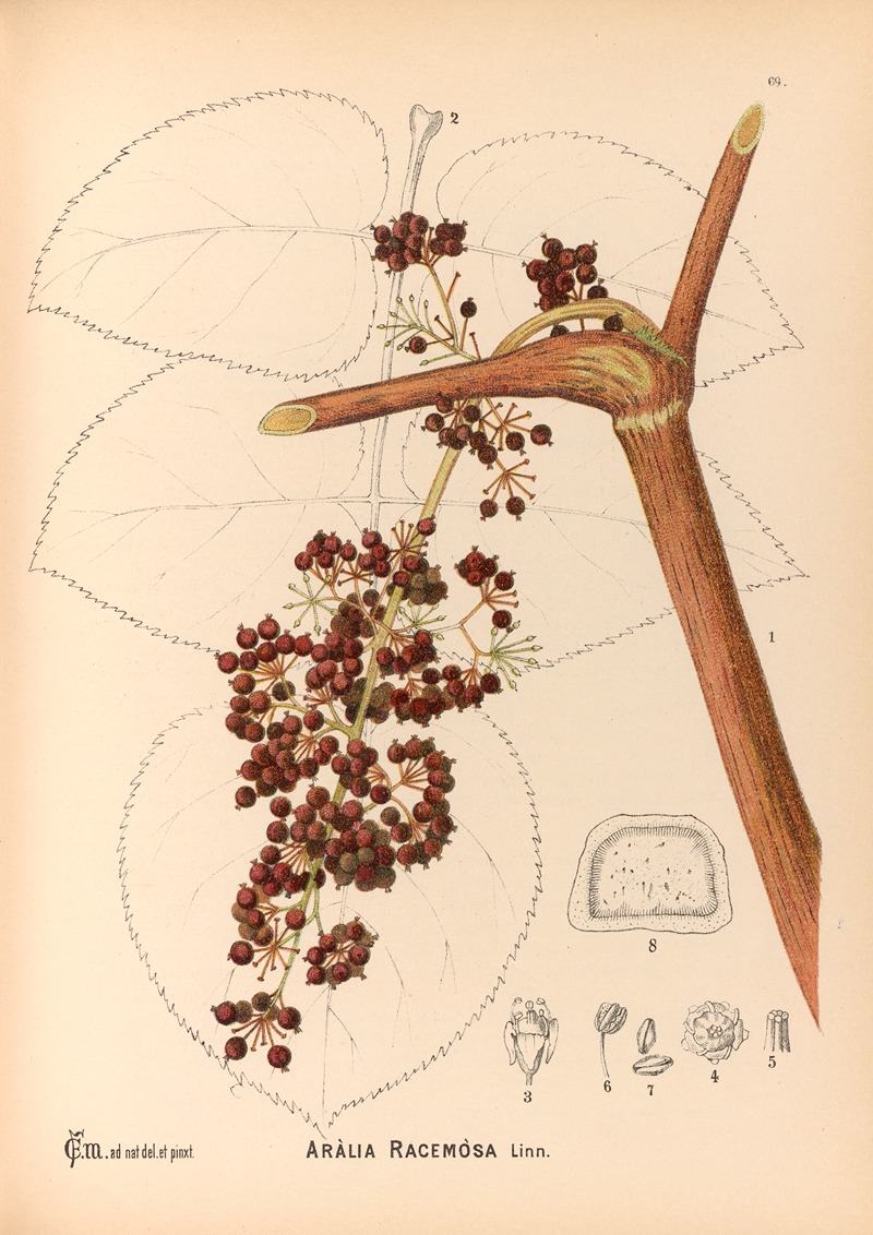 Charles Frederick Millspaugh - Medicinal Plants Pl.162