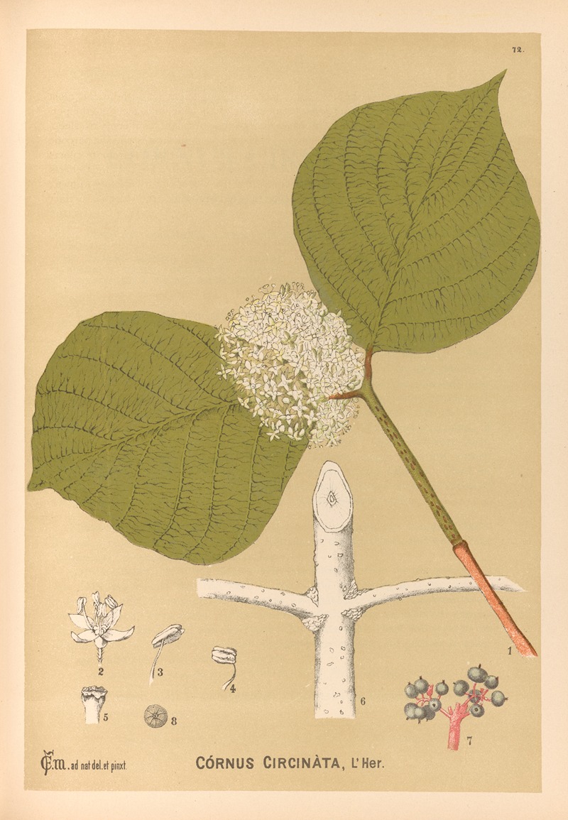 Charles Frederick Millspaugh - Medicinal Plants Pl.165