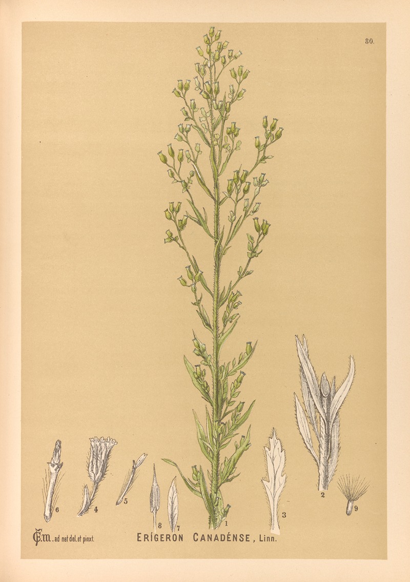 Charles Frederick Millspaugh - Medicinal Plants Pl.173