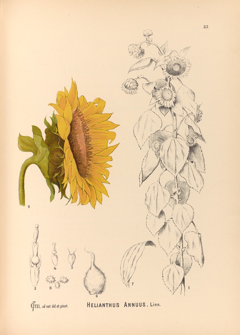 Charles Frederick Millspaugh - Medicinal Plants Pl.176
