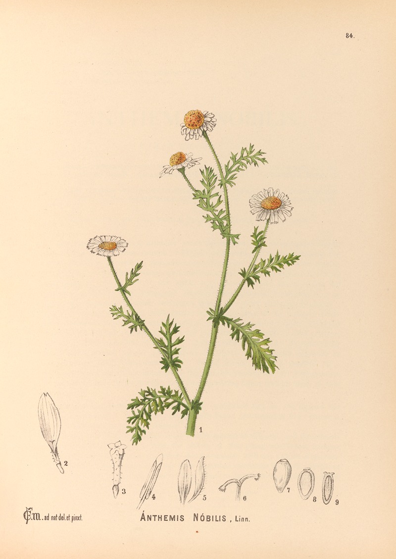 Charles Frederick Millspaugh - Medicinal Plants Pl.177