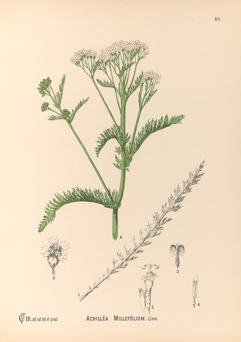 Charles Frederick Millspaugh - Medicinal Plants Pl.178