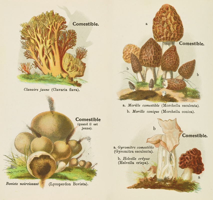 Delachaux & Niestlé - Petit atlas des champignons Pl.2