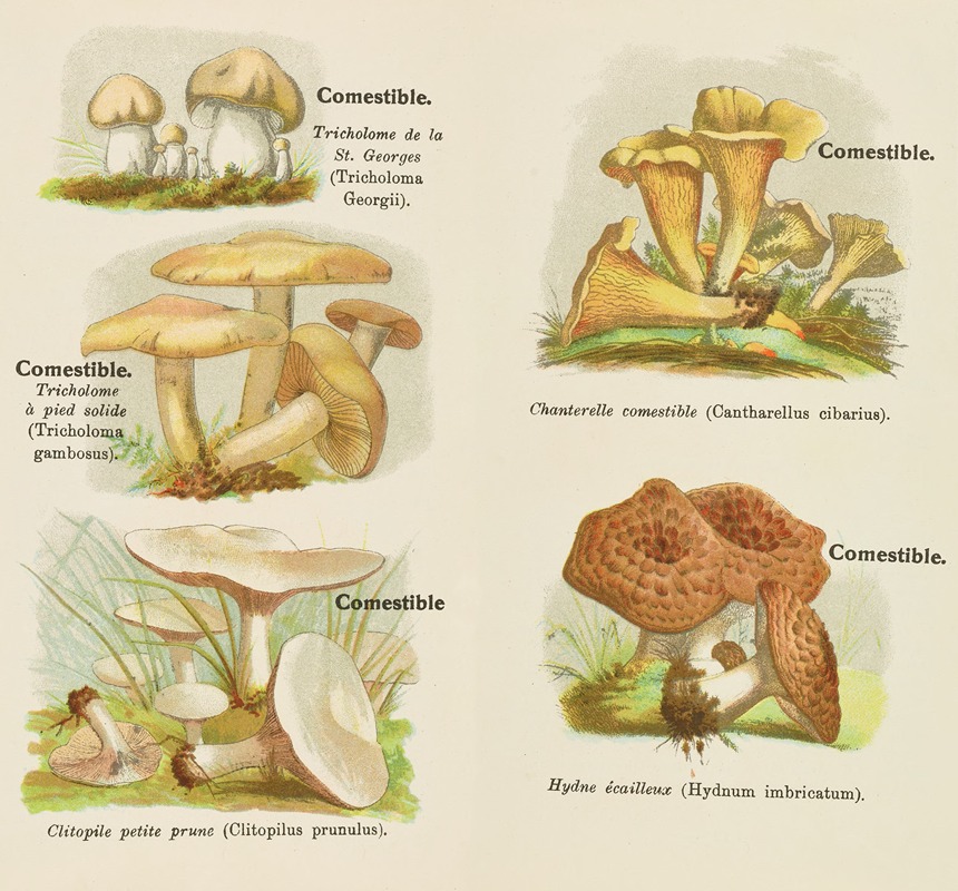 Delachaux & Niestlé - Petit atlas des champignons Pl.5