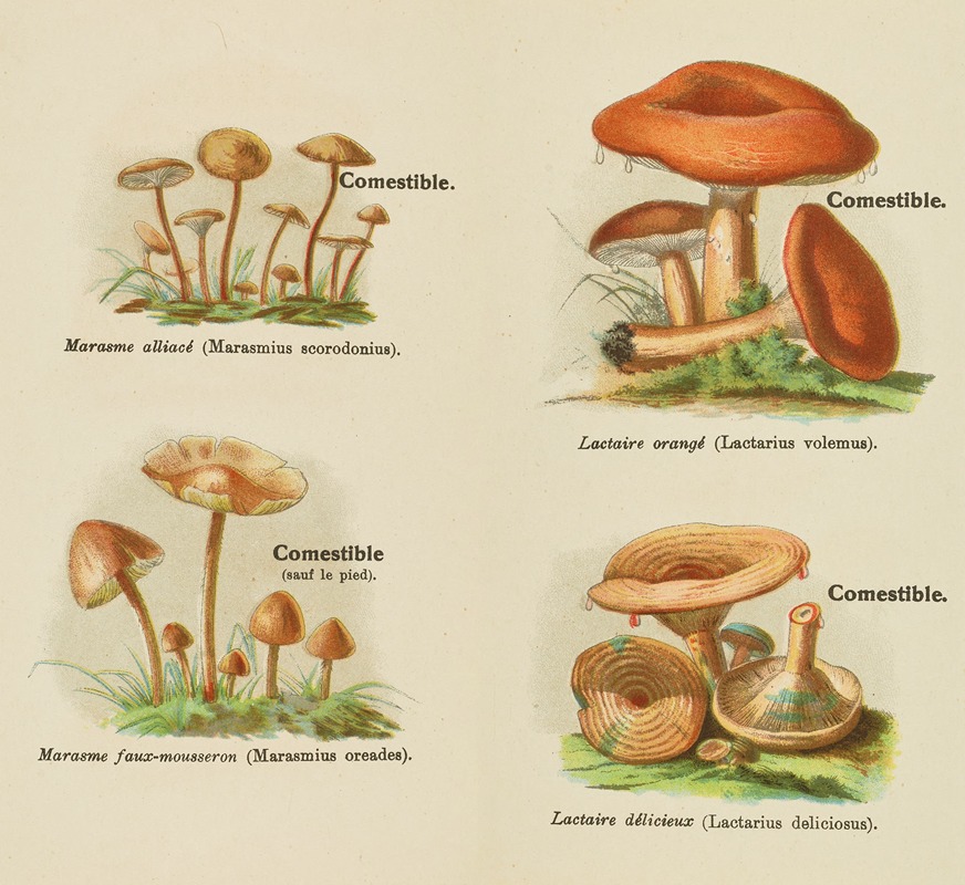 Delachaux & Niestlé - Petit atlas des champignons Pl.7