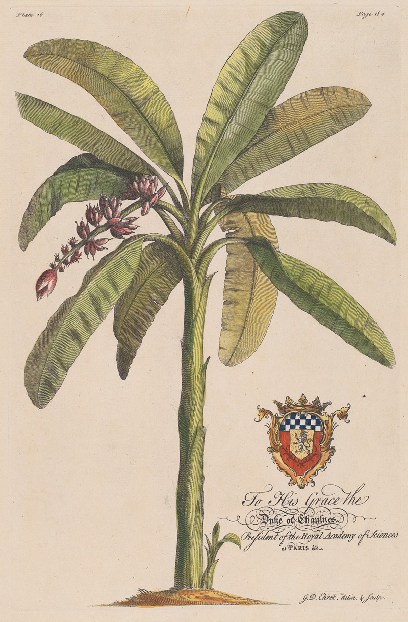 Georg Dionysius Ehret - The Banana Tree
