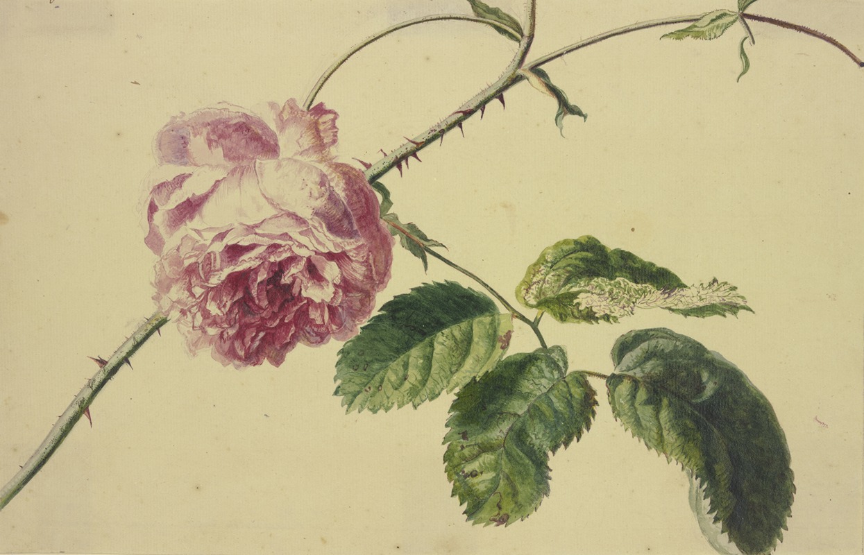 Jan van Huysum - A rose