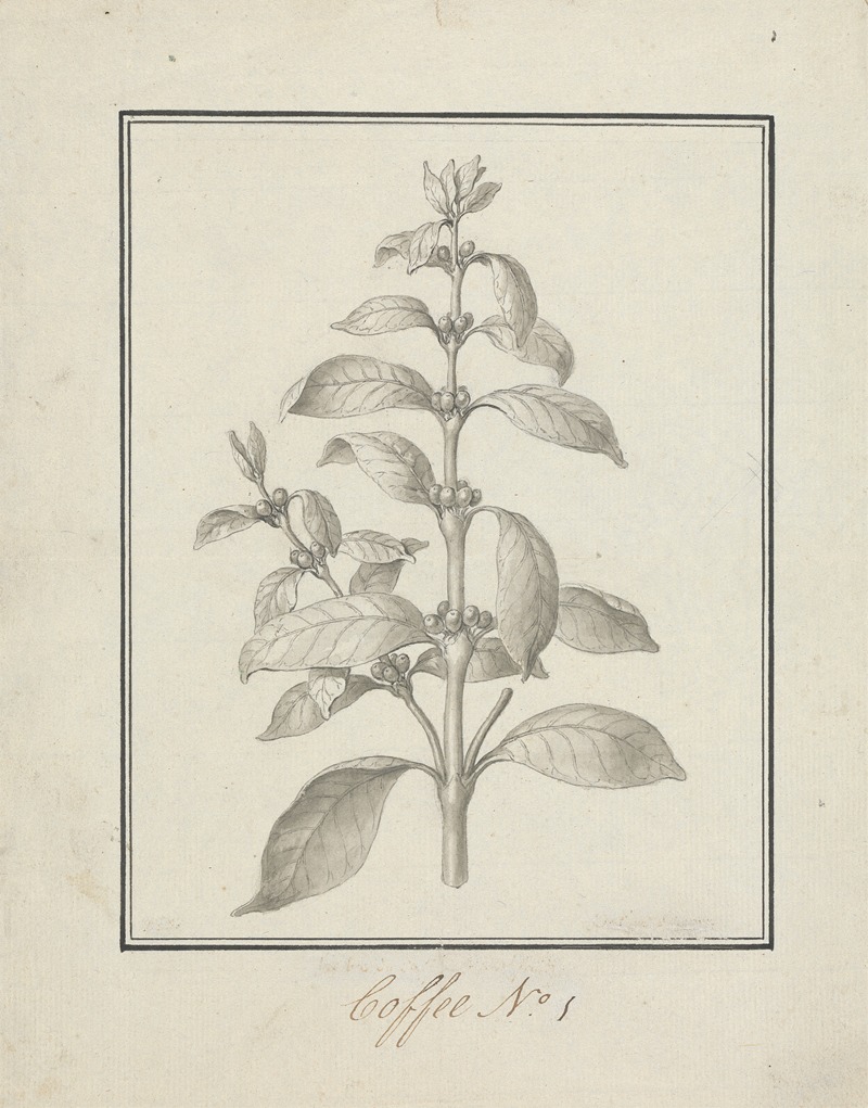 Luigi Balugani - Coffea arabica L. (Arabica Coffee); finished drawing of leafy shoot and berries