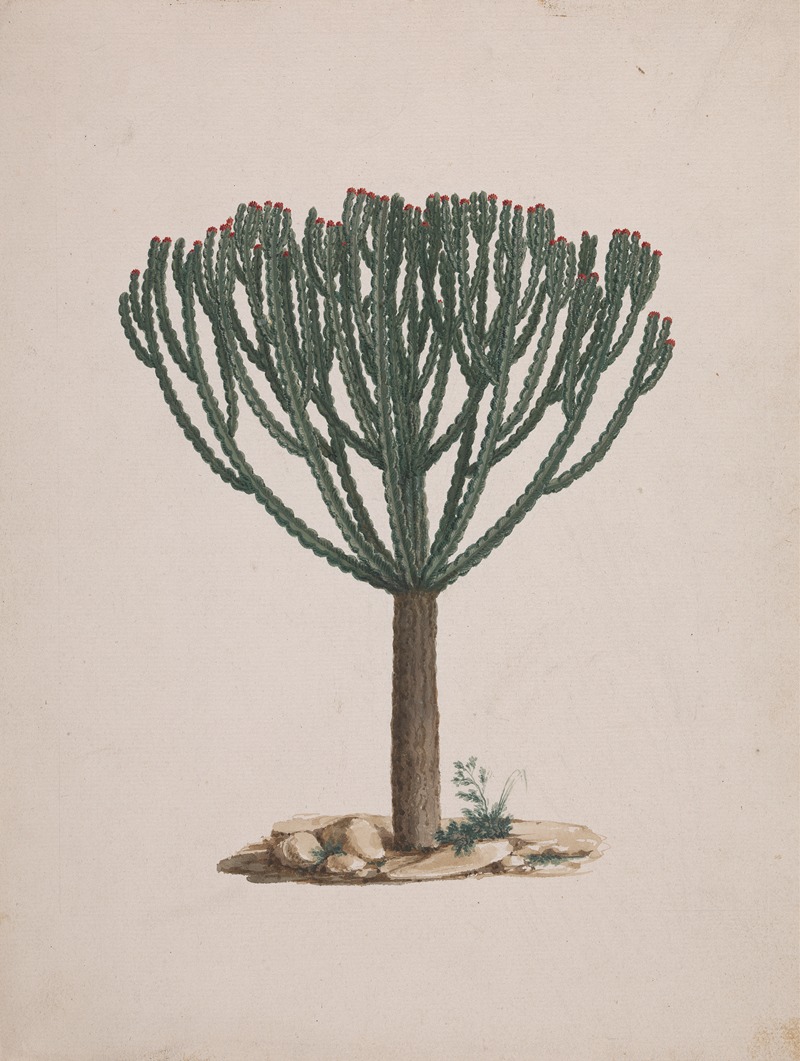 Luigi Balugani - Euphorbia abyssinica J.F. Gmel. (Ethiopian Tree-Spurge)
