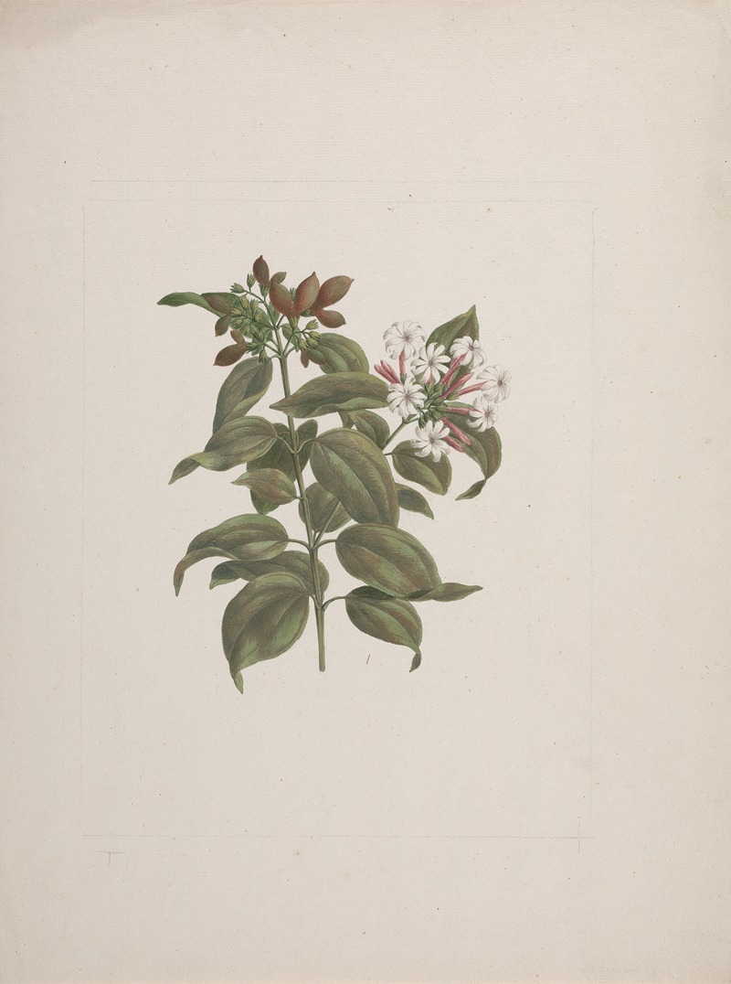 Luigi Balugani - Jasminum dichotomun Vahl (African jasmine)