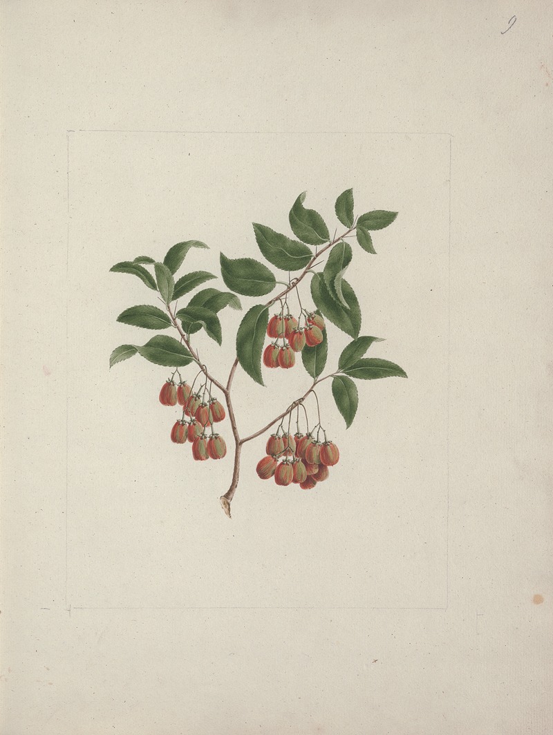 Luigi Balugani - Maytenus arguta (Loes.) N. Robson