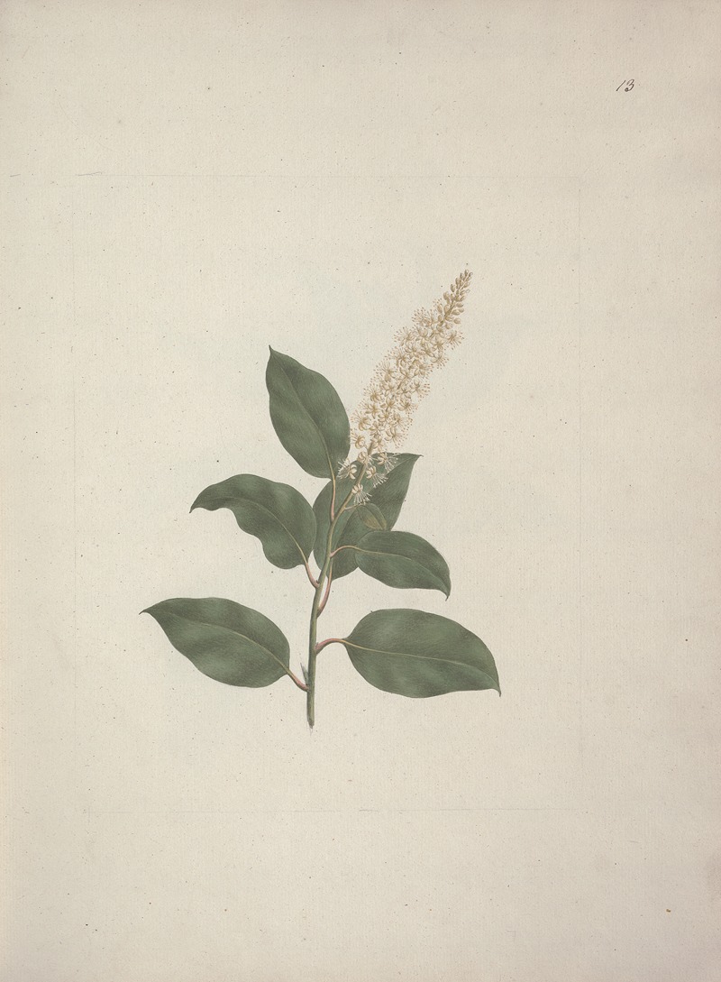 Luigi Balugani - Phytolacca dodecandra L’Herit. (Pokeberry)