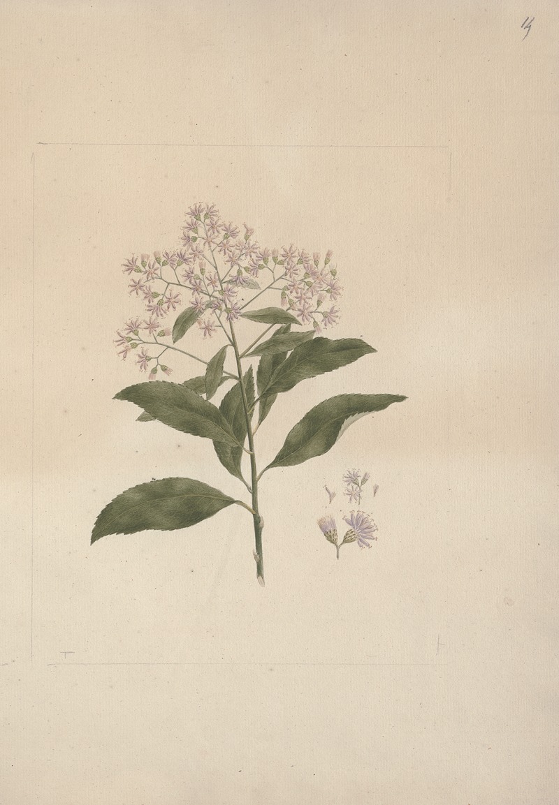 Luigi Balugani - Vernonia amygdalina Del. (Bitter Leaf)