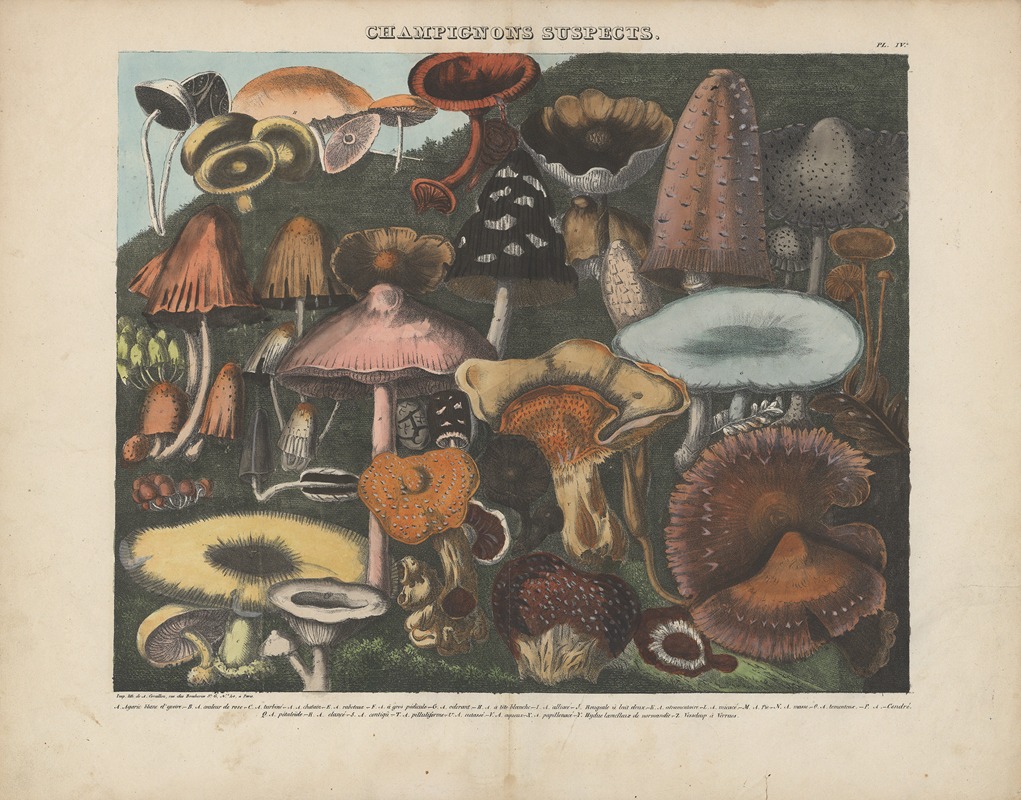 Michel Etienne Descourtilz - Atlas – Des champignons comestibles, suspects et vénéneux Pl.04