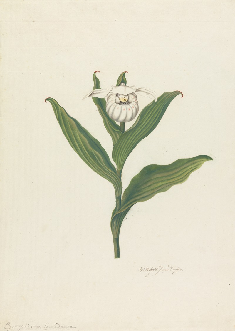 Robert Blyth - Lady’s Slipper (Cypripedium Canadense, Calceolus Maria)