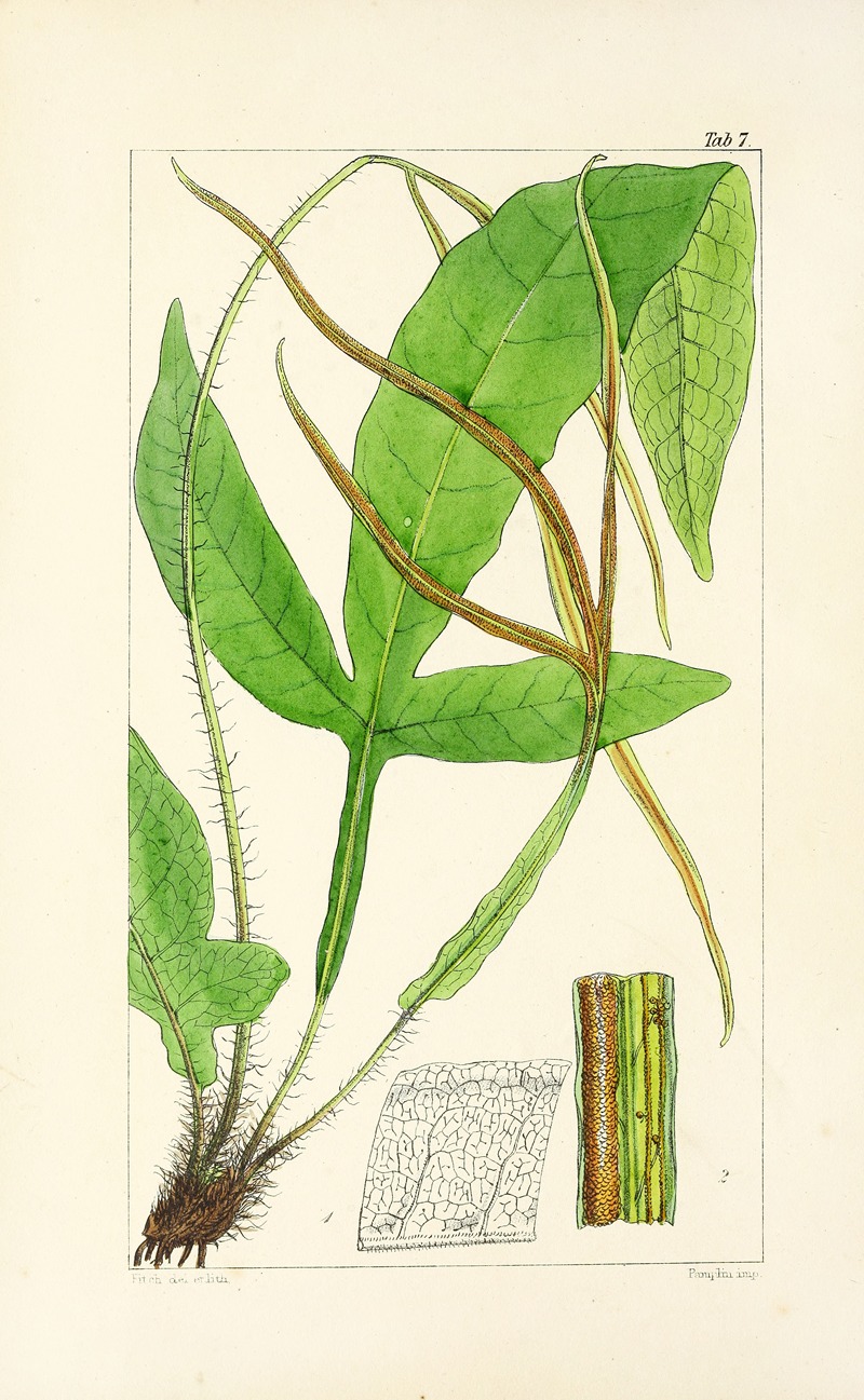 William Jackson Hooker - A century of ferns Pl.07
