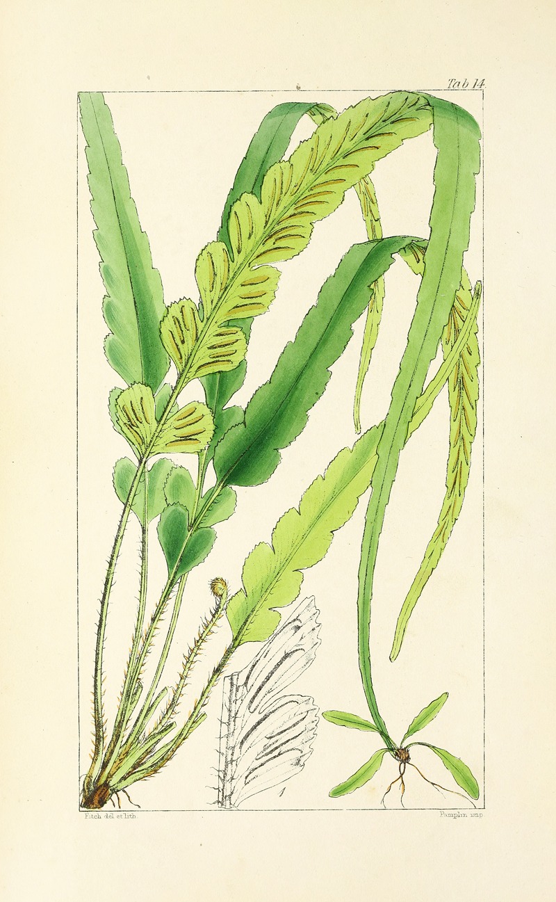 William Jackson Hooker - A century of ferns Pl.14