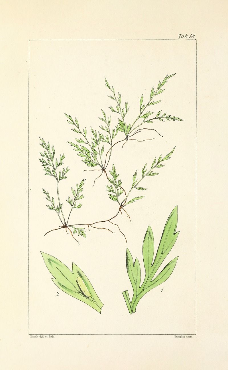 William Jackson Hooker - A century of ferns Pl.18