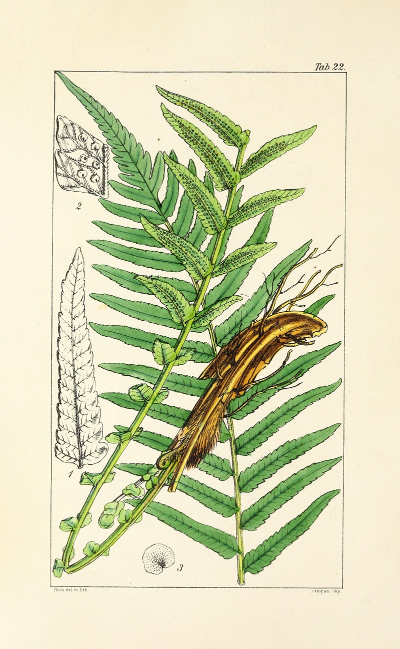 William Jackson Hooker - A century of ferns Pl.22