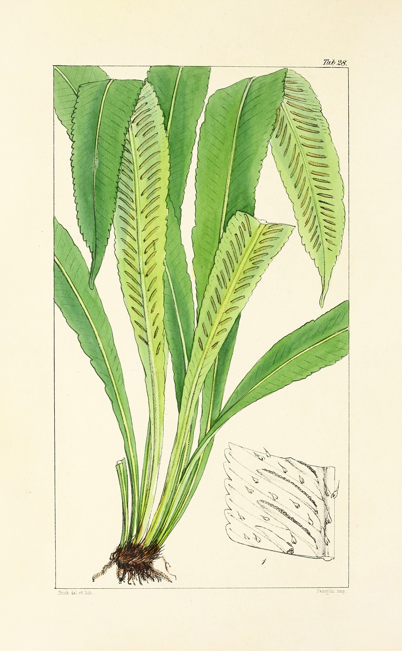 William Jackson Hooker - A century of ferns Pl.28