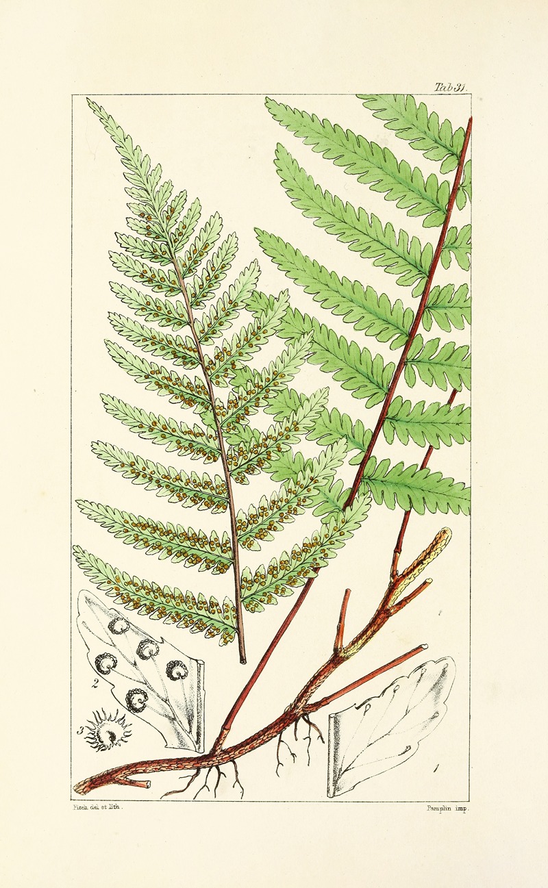 William Jackson Hooker - A century of ferns Pl.31